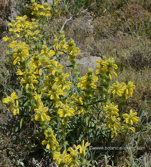 phlomis lychnitis