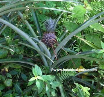 planta de pinya amb el seu fruit.