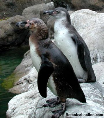 Pingüí de Humboldt