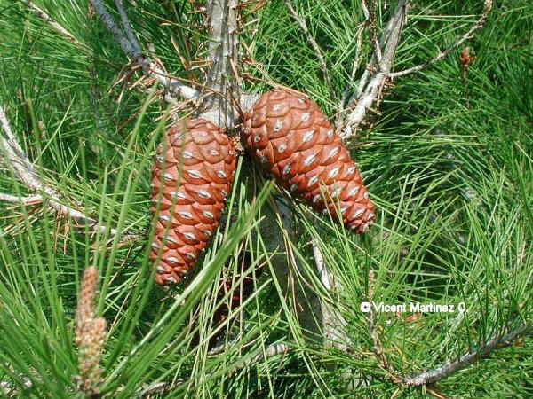 pinus halepensis, aspecte de l'arbre