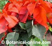 poinsettia