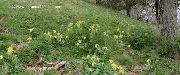 Primula veris, creixent al bosc