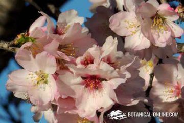 flor de l'ametller