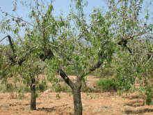 ametller, aspecte de l'arbre