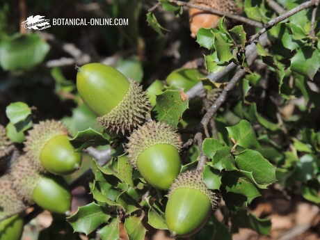 Quercus coccifera (garric)