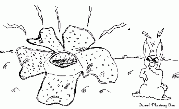 Raflesia arnoldi