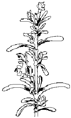 planta romaní