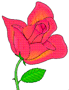 rosa