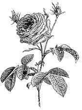 rosa gallica