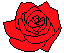 rosa1