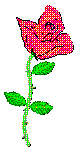 rosa5