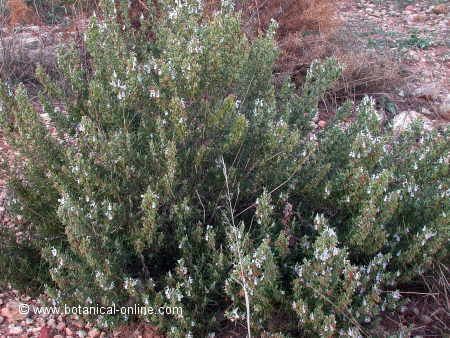 rosmarinus officinalis, aspecto general de la planta