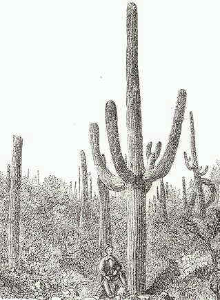 cactus saguaro