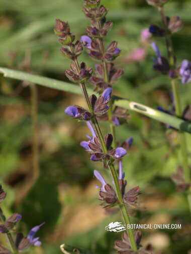 Tarrec- Salvia verbenaca