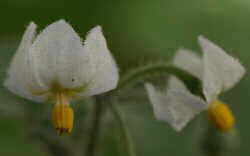 Solanum flor