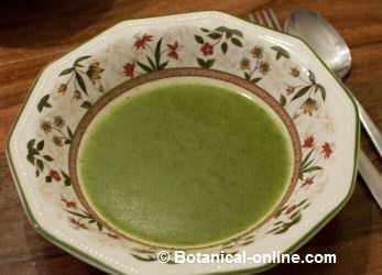 sopa d'ortiga