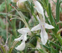 Teucrium pseudochamaepitys 