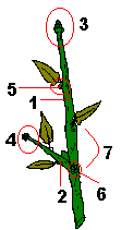 parts de la tija