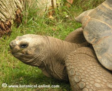 tortuga gegant d'Aldabra