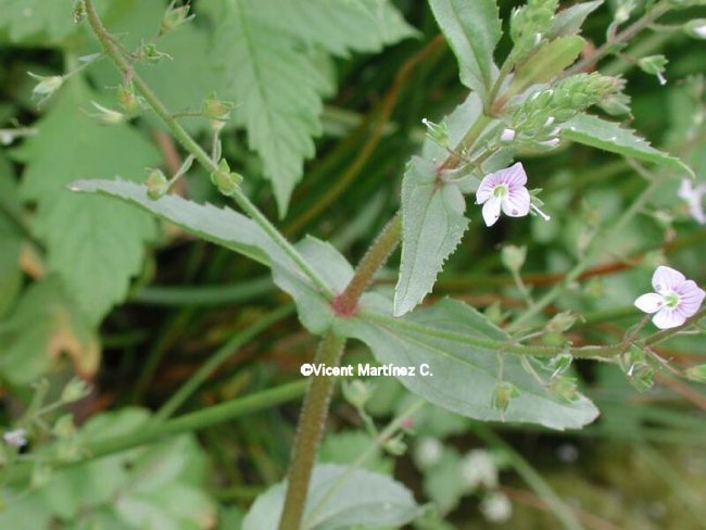 Veronica anagallis-aquatica