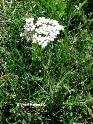 YARROW MILFOIL FLOWER