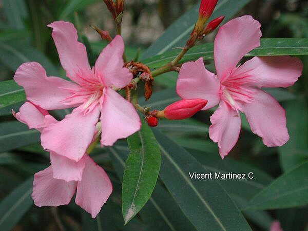 Oleander