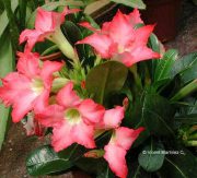 Adenium obesum