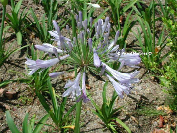 african lily
