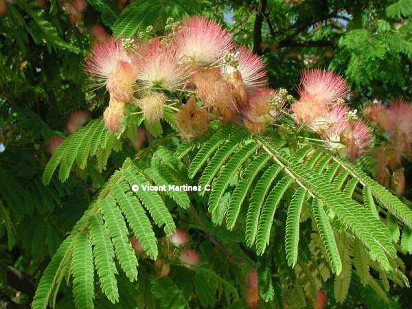 SILK TREE