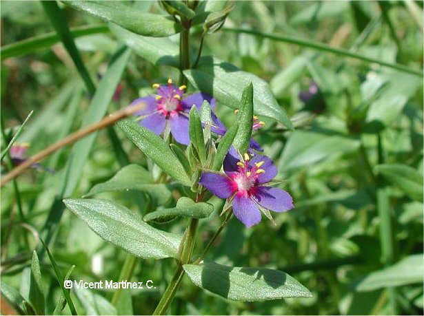 Anagallis arvensis