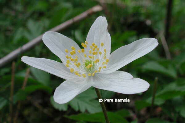 Anemone nemorosa