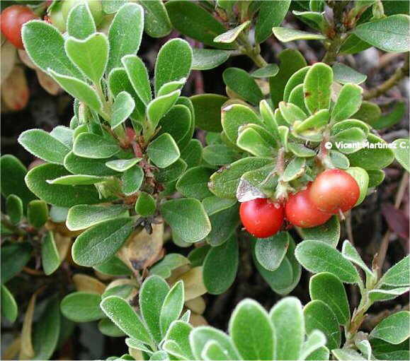 bearberries