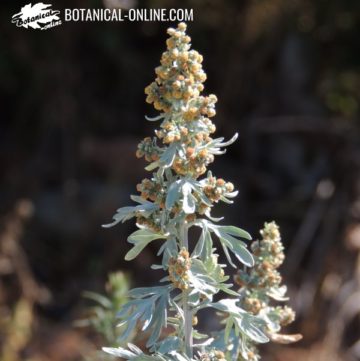 Artemisia absinthium