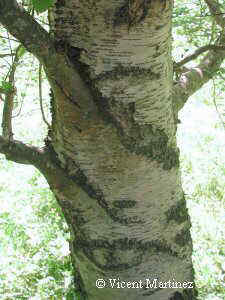 Photo of trunck of Betula pendula Roth