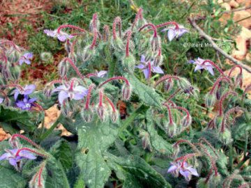 borage photo