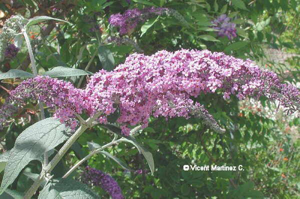 BUTTERFLY BUSH