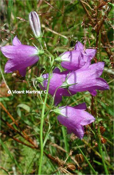 HAREBELL