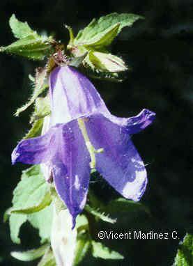 Campanula trachelium