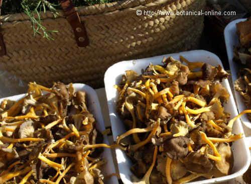 Orange chanterelle mushroom