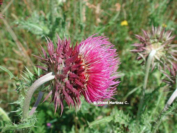 MUSK THISTLE