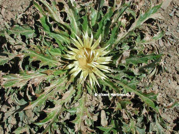 CARLINE THISTLE