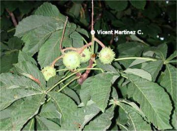 Horse chestnut fruits and leaves 