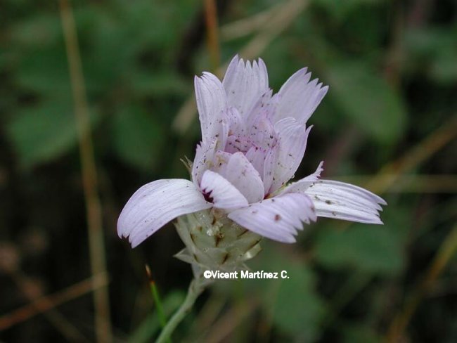 Catananche caerulea