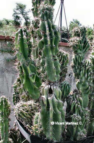 apple cactus