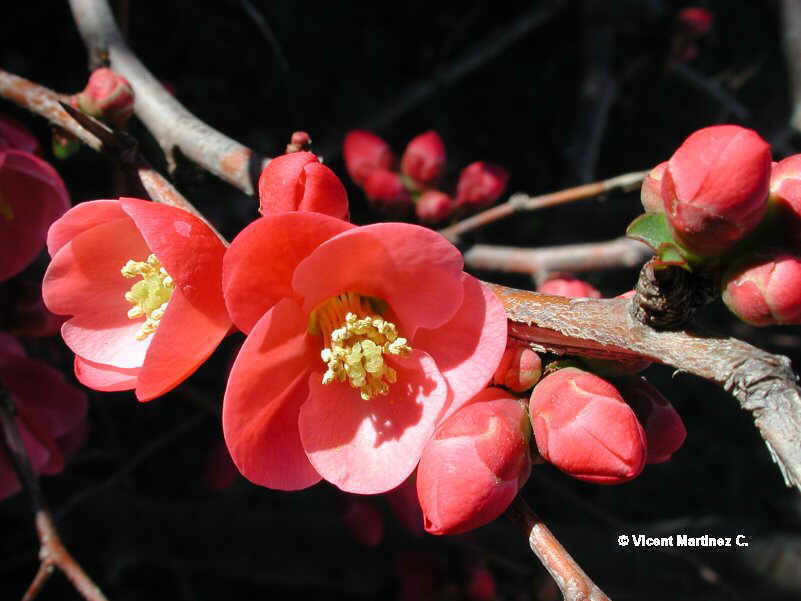 Japanese quince