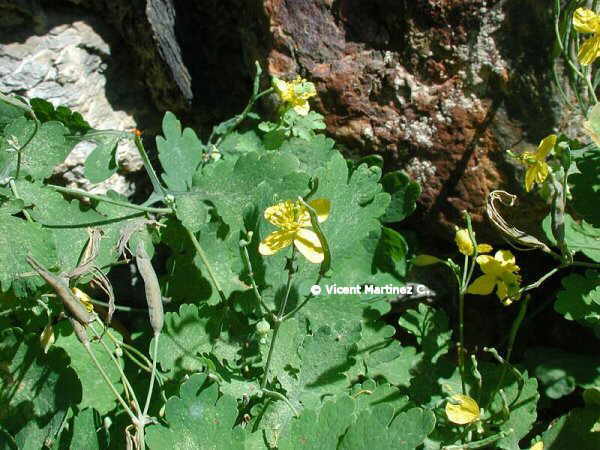 GREATER CELANDINE