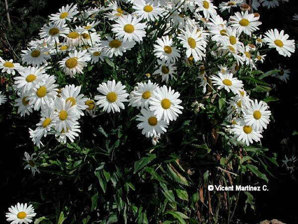 GIANT MARGUERITE