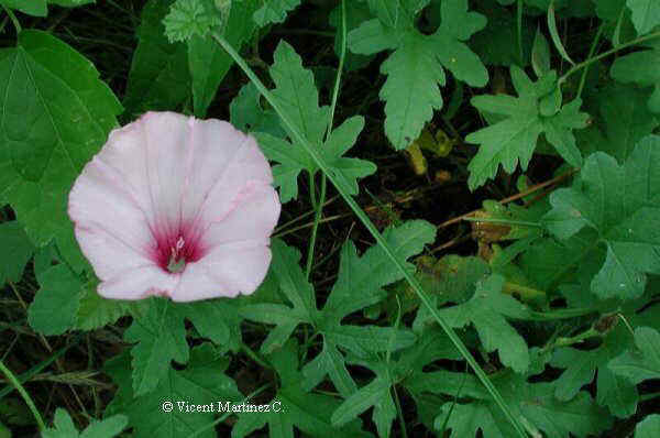 Convolvulus althaeoides