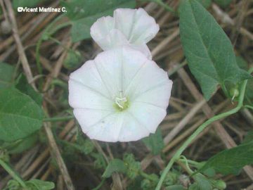 Field bindweed flower, white variety