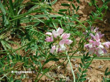 Photo of crown vetch